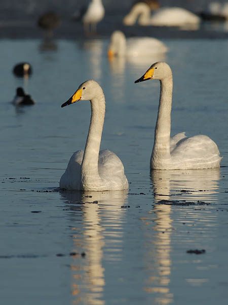 Laulujoutsen, Whooper Swan, Cygnus cygnus